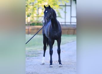 Oldenbourg, Étalon, 2 Ans, 162 cm, Bai cerise