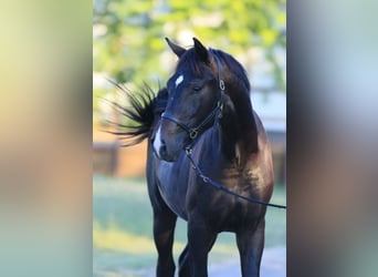 Oldenbourg, Étalon, 2 Ans, 162 cm, Bai cerise