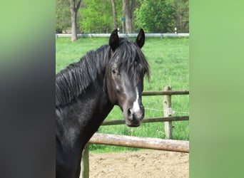 Oldenbourg, Étalon, 2 Ans, 162 cm, Noir