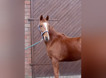 Oldenbourg, Étalon, 2 Ans, 163 cm, Alezan