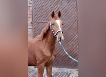 Oldenbourg, Étalon, 2 Ans, 163 cm, Alezan