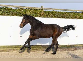Oldenbourg, Étalon, 2 Ans, 163 cm, Bai
