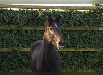 Oldenbourg, Étalon, 2 Ans, 163 cm, Bai
