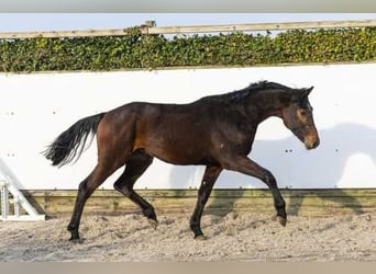 Oldenbourg, Étalon, 2 Ans, 163 cm, Bai