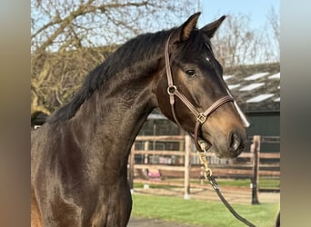 Oldenbourg, Étalon, 2 Ans, 165 cm, Bai brun