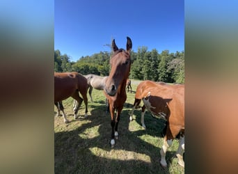 Oldenbourg, Étalon, 2 Ans, 165 cm, Bai