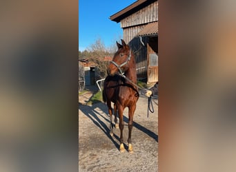 Oldenbourg, Étalon, 2 Ans, 165 cm, Bai