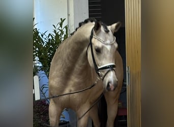 Oldenbourg, Étalon, 2 Ans, 165 cm, Buckskin