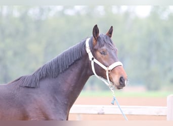 Oldenbourg, Étalon, 2 Ans, 166 cm, Bai