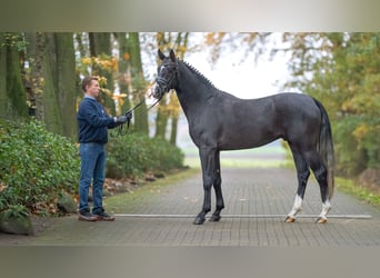 Oldenbourg, Étalon, 2 Ans, 166 cm, Gris
