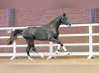 Oldenbourg, Étalon, 2 Ans, 166 cm, Gris