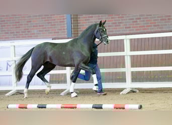 Oldenbourg, Étalon, 2 Ans, 166 cm, Gris