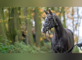 Oldenbourg, Étalon, 2 Ans, 166 cm, Gris