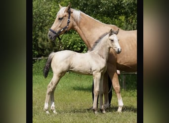 Oldenbourg, Étalon, 2 Ans, 167 cm, Buckskin