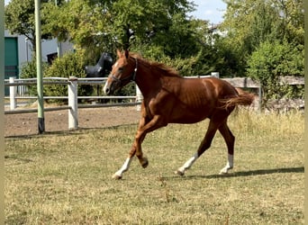 Oldenbourg, Étalon, 2 Ans, 168 cm, Alezan