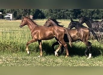 Oldenbourg, Étalon, 2 Ans, 168 cm, Alezan