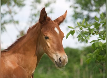 Oldenbourg, Étalon, 2 Ans, 168 cm, Alezan