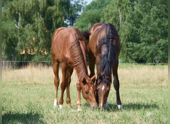 Oldenbourg, Étalon, 2 Ans, 168 cm, Alezan