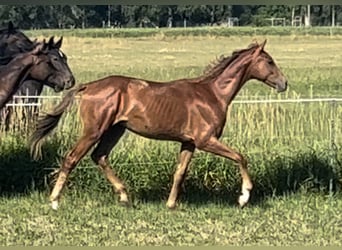 Oldenbourg, Étalon, 2 Ans, 168 cm, Alezan