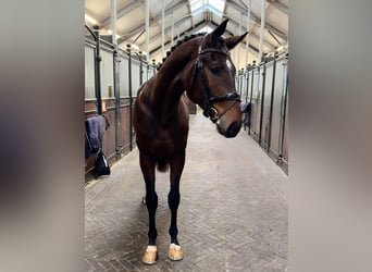 Oldenbourg, Étalon, 2 Ans, 168 cm, Bai brun