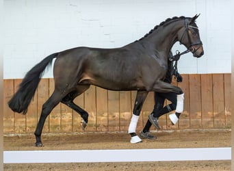 Oldenbourg, Étalon, 2 Ans, 168 cm, Bai brun