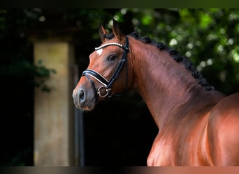 Oldenbourg, Étalon, 2 Ans, 168 cm, Bai