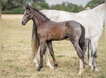 Oldenbourg, Étalon, 2 Ans, 168 cm, Gris