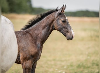 Oldenbourg, Étalon, 2 Ans, 168 cm, Gris