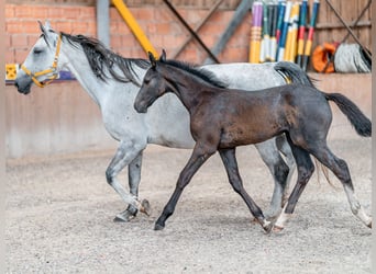 Oldenbourg, Étalon, 2 Ans, 168 cm, Gris