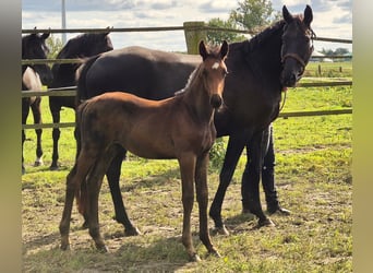 Oldenbourg, Étalon, 2 Ans, 169 cm, Bai brun