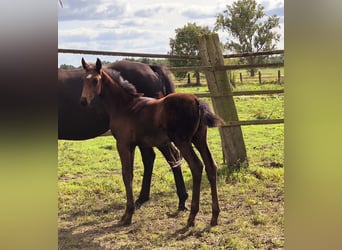 Oldenbourg, Étalon, 2 Ans, 169 cm, Bai brun