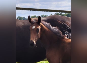 Oldenbourg, Étalon, 2 Ans, 169 cm, Bai brun