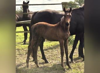 Oldenbourg, Étalon, 2 Ans, 169 cm, Bai brun