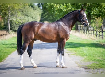 Oldenbourg, Étalon, 2 Ans, 169 cm, Bai brun