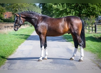 Oldenbourg, Étalon, 2 Ans, 169 cm, Bai brun