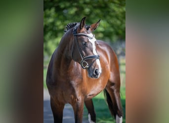 Oldenbourg, Étalon, 2 Ans, 169 cm, Bai brun