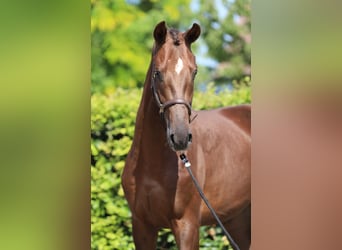 Oldenbourg, Étalon, 2 Ans, 170 cm, Alezan brûlé