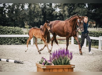 Oldenbourg, Étalon, 2 Ans, 170 cm, Bai brun