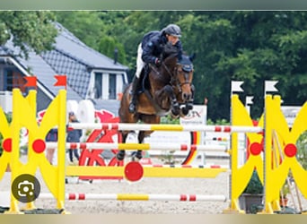 Oldenbourg, Étalon, 2 Ans, 170 cm, Bai brun