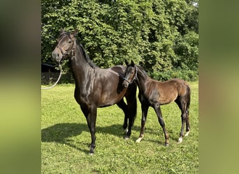 Oldenbourg, Étalon, 2 Ans, 170 cm, Bai brun foncé