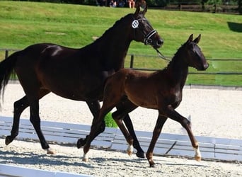 Oldenbourg, Étalon, 2 Ans, 170 cm, Bai brun foncé