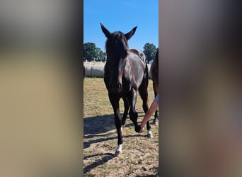 Oldenbourg, Étalon, 2 Ans, 170 cm, Bai brun foncé