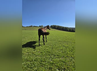 Oldenbourg, Étalon, 2 Ans, 170 cm, Bai