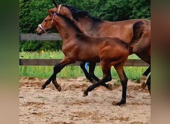 Oldenbourg, Étalon, 2 Ans, 170 cm, Bai