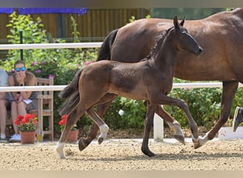 Oldenbourg, Étalon, 2 Ans, 170 cm, Noir