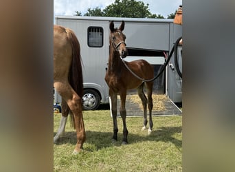 Oldenbourg, Étalon, 2 Ans, 172 cm, Bai brun