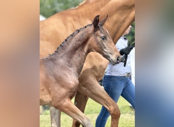 Oldenbourg, Étalon, 2 Ans, 172 cm, Bai brun
