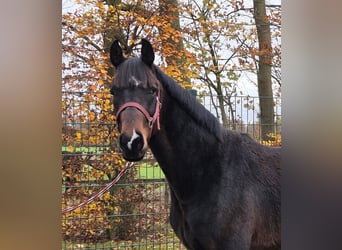 Oldenbourg, Étalon, 2 Ans, 172 cm, Bai brun