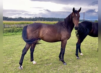 Oldenbourg, Étalon, 2 Ans, 172 cm, Bai