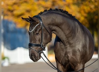 Oldenbourg, Étalon, 2 Ans, 173 cm, Bai brun